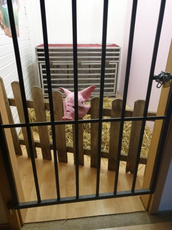 Domina Lady Ronja | Peitsche - Deutschlands bestes Portal für Dominas BDSM & Fetisch